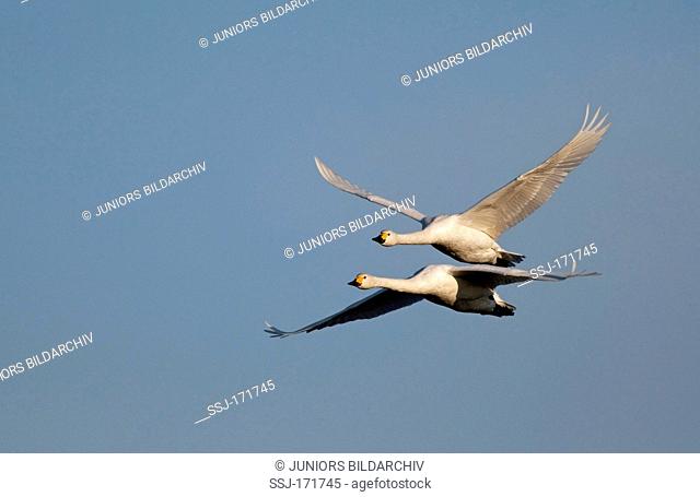 Bewicks Swan, Tundra Swan (Cygnus bewickii). Pair in flight