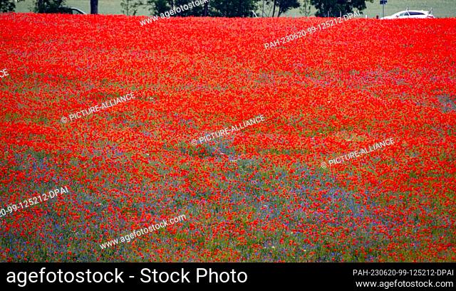20 June 2023, Mecklenburg-Western Pomerania, Samtens: Corn poppy blooms in a field near Samtens on the island of Rügen. The red petals of the corn poppy used to...