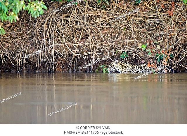 Brazil, Mato Grosso, Pantanal region, jaguar (Panthera onca), walking in the river