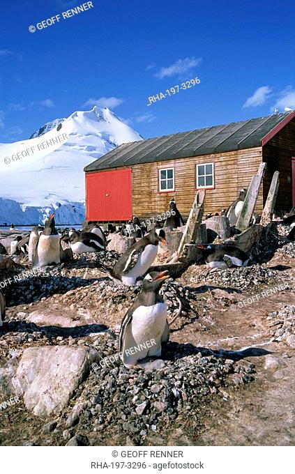 Gentoo penguins on nests in front of the boat shed at Port Lockroy on the Antarctic Peninsula, Antarctica, Polar Regions