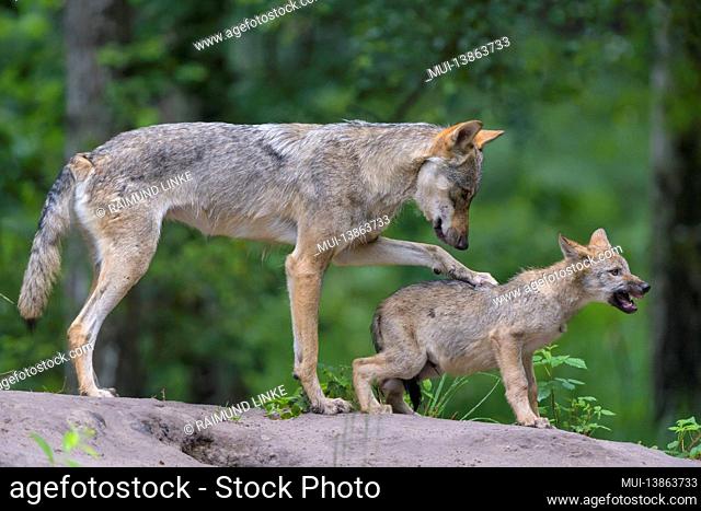 Wolf, Canis lupus, with cub