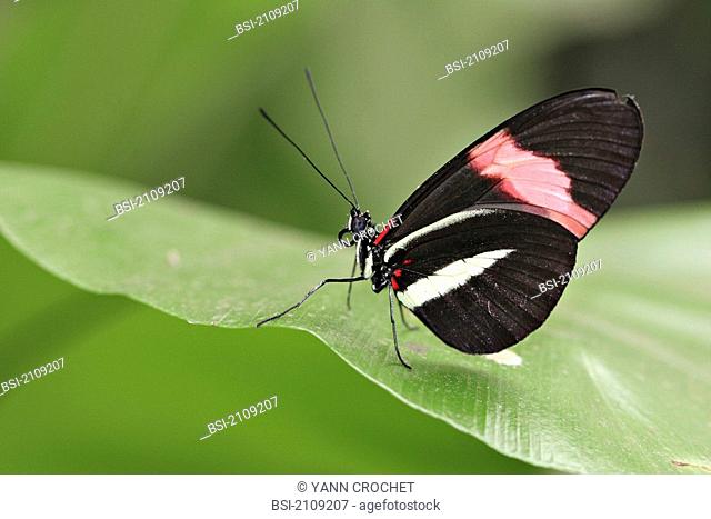 Adult nymphalid of the Heliconius erato species, picture taken in the butterfly greenhouse, the Yvelines, France. As numerous species of the Heliconius genus