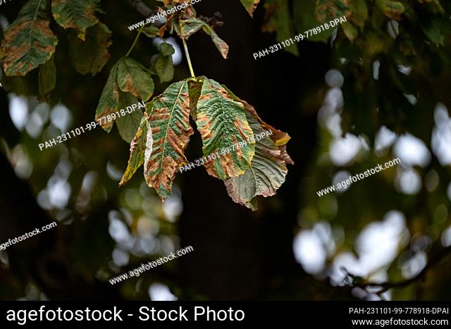 PRODUCTION - 25 October 2023, Baden-Württemberg, Stuttgart: Chestnut leaves spotted brown by leaf miner infestation are seen on a chestnut tree in the city...