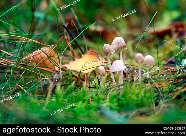 Small graceful mushrooms in the thin grass leaves, haircap and yellow leaf of aspen. Nostalgia for autumn and forest