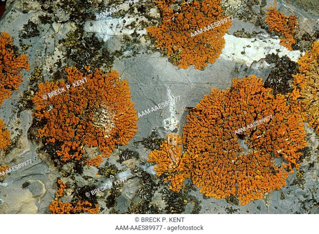 Orange Star Lichen on Rock (Caloplaca elegans) Crustose, Parce, Quebec