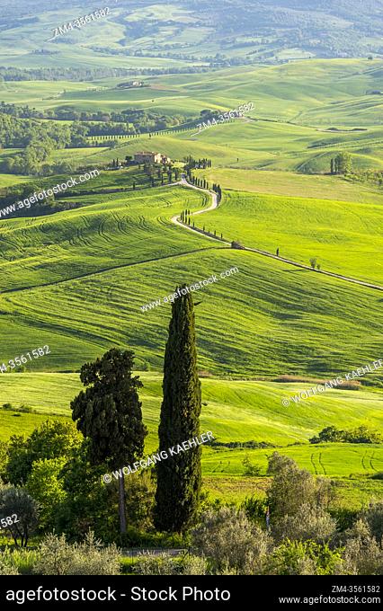 View of the Val d'Orcia near Pienza in Tuscany, Italy with Italian cypress trees (Cupressus sempervirens) and gravel road going to a farm house