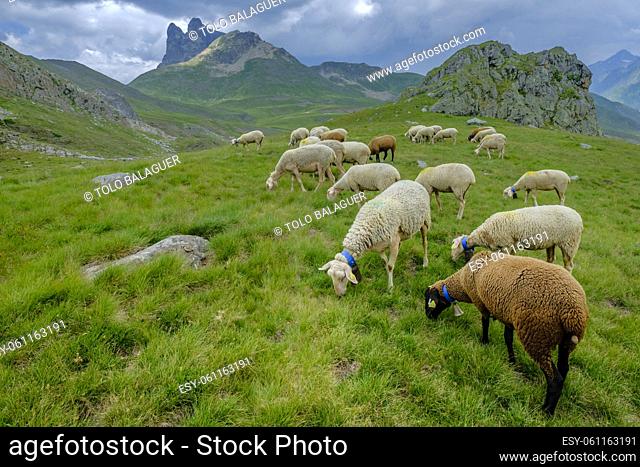 flock of sheep in the meadows of Portalet, Ayous lakes tour, Pyrenees National Park, Pyrenees Atlantiques, France