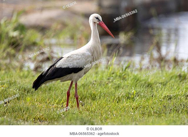 White stork, Ciconia ciconia, on meadow