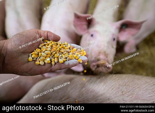 11 October 2021, Baden-Wuerttemberg, Böhmenkirch: Farmer Martin Kaiser spreads grain maize in the pen of an animal welfare pig house