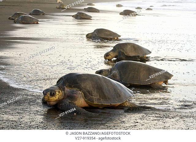 Group of female olive ridley sea turtles, Lepidochelys olivacea, climbing onto land to lay eggs, photographed in Costa Rica