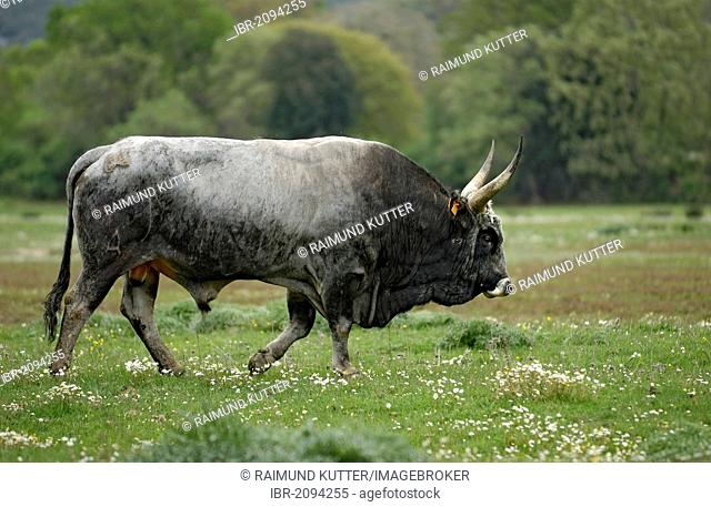 Maremma Cattle (Bos primigenius taurus), bull, Parco Regionale della Maremma, Maremma Nature Park near Alberese, Grosseto Province, Tuscany, Italy, Europe