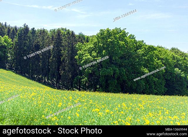 Landscape on Stemweder Berg, Haldem, municipality of Stemwede, North Rhine-Westphalia, Germany, Europe