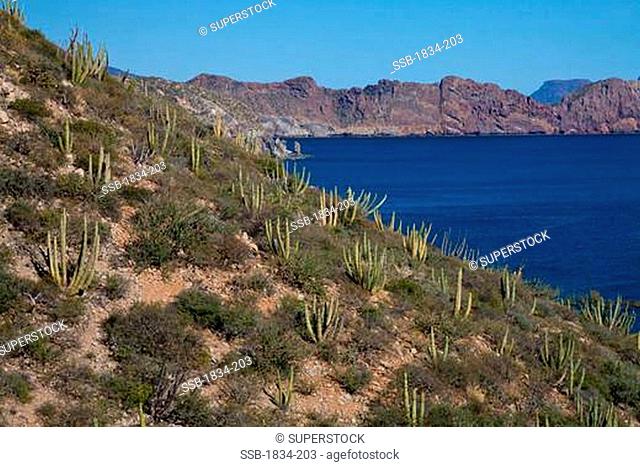 Organ Pipe cacti Stenocereus thurberi on hillside with mountain in the background, Sea of Cortez, Guaymas, Sonora, Mexico