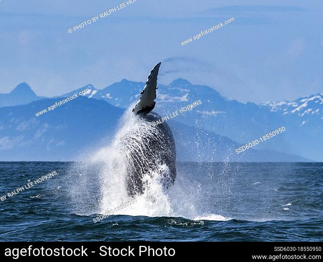 Sequence 6, Breaching Whale, Humpback Whale (Megaptera novaeangliae) jumps above the water in Icy Strait, Alaska's Inside Passage