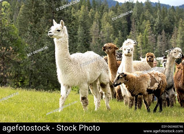An alpaca leads a group of other alpacas and sheep in the pasture