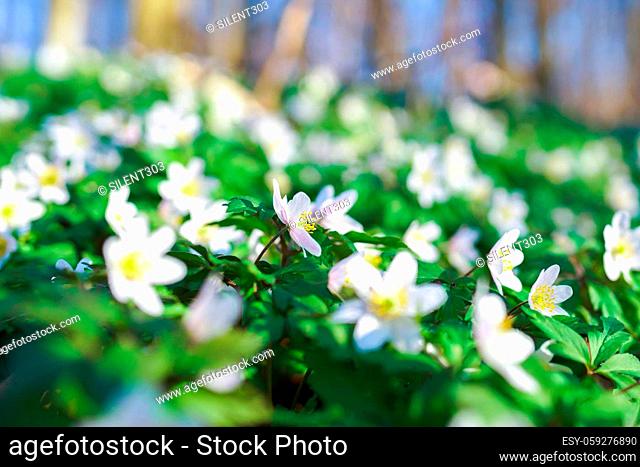 Close-up of a flower meadow in spring sunny atmosphere