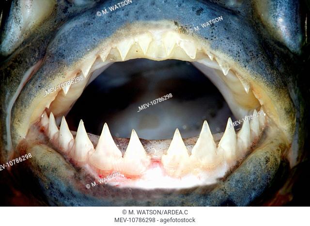 Red-bellied Piranha - close-up of teeth (Serrasalmus nattereri)