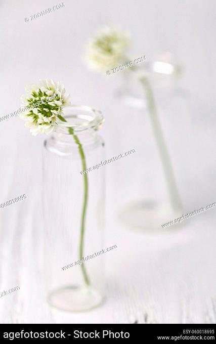 Summer mood with white clover on wooden table
