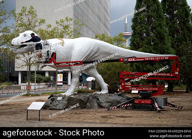 09 September 2022, Hessen, Frankfurt/Main: Marcel Walldorf, visual artist, paints the Tyrannosaurus Rex in front of the Senckenberg Naturmuseum with a white...