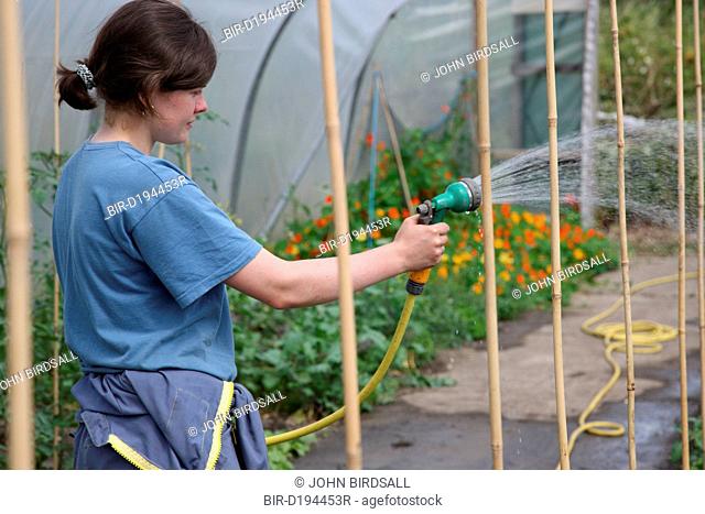 Trinity Organic Farm, Nottinghamshire - trainee gardener watering tomato plants in polytunnel
