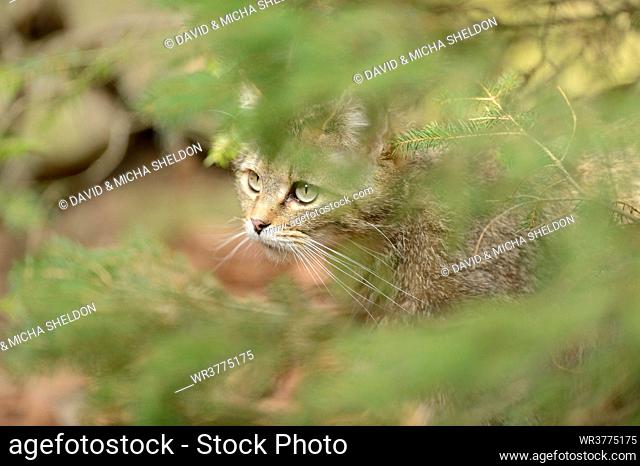European wildcat (Felis silvestris silvestris) in Bavarian Forest National Park, Germany