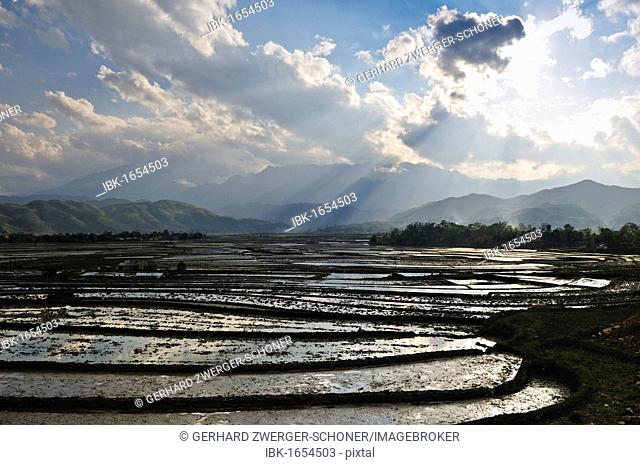 Rice terraces near Sapa, northern Vietnam, Vietnam, Asia
