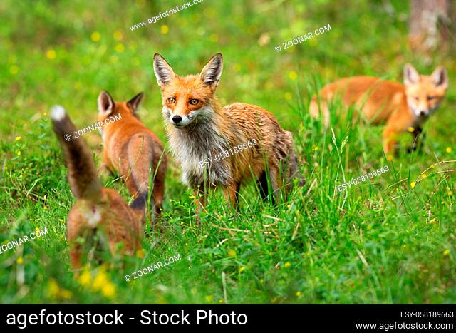 Red fox, vulpes vulpes, family with mother and three cubs hunting and playing on a glade in summer. Protective female mammal guarding her offspring while...