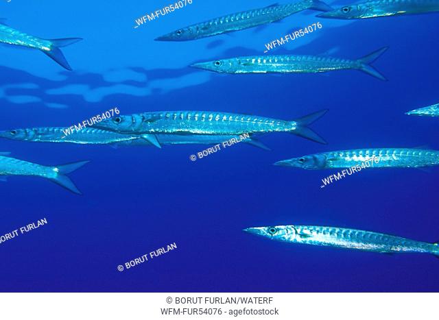 Shoal of Striped Barracuda, Sphyraena viridensis, Kas, Antalya, Mediterranean Sea, Turkey