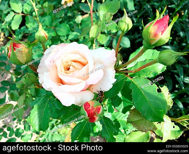 Blooming flower rose with green leaves, living natural nature, unusual aroma bouquet flora. Rose flower consisting of long pistil, rounded stamen, green grass