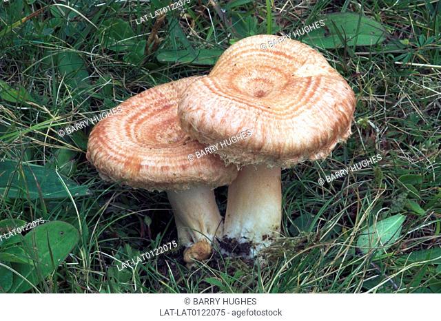 Lactarius torminosus WOOLLY MILKCAP. Fungus. Fungi. Mushroom. Growth. Plant. Nature. Mycology