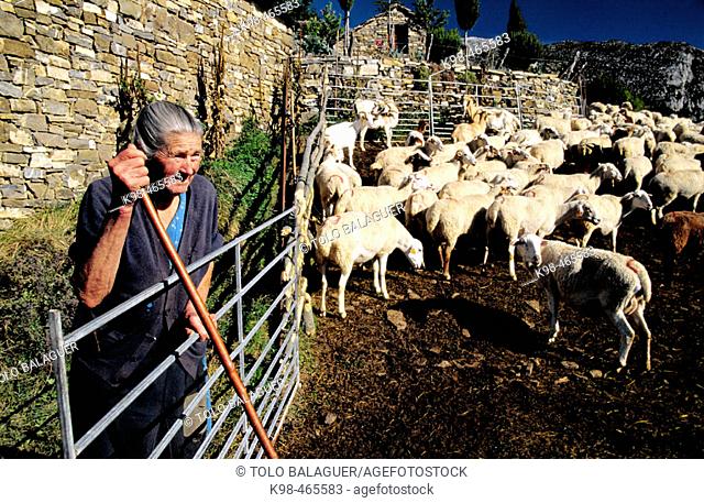 Sheep herd. Bestué. Escuain valley. Ordesa NP and Monte Perdido. Pyrenees. Huesca province. Aragon. Spain