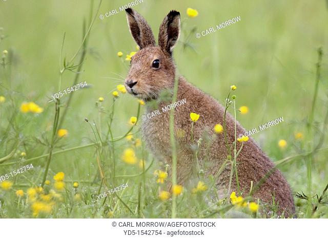 Irish Hare Lepus timidus hibernicus