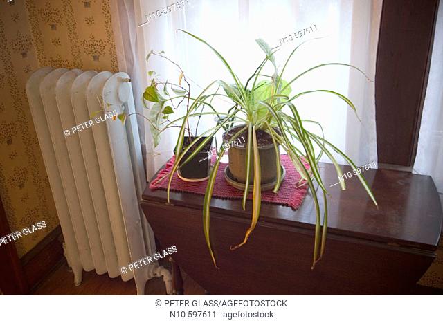 Houseplants setting on a table next to a radiator and window