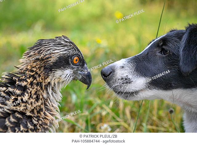 21.06.2018, Brandenburg, Klosterwalde: The Fox Terrier dog Winni by Paul Sommer, head of the nature conservation station Woblitz, sniffs at a young osprey