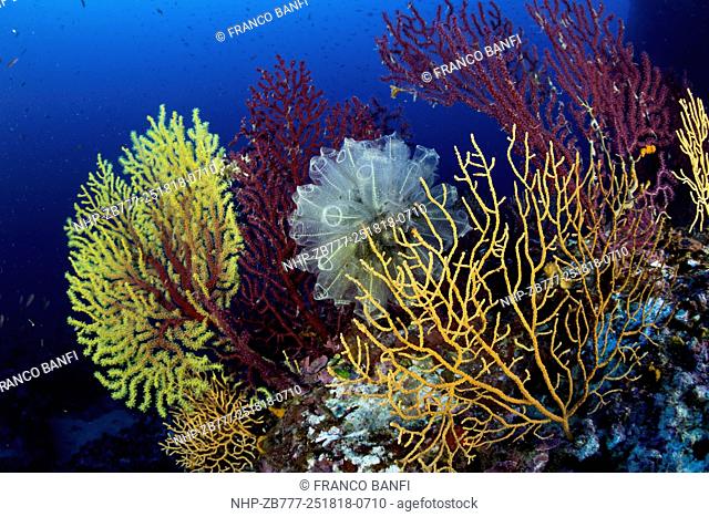 Seafan, Yellow and Red Gorgonian, Paramuricea clavata and Clavelina lepadiformis, light-bulb sea squirt, Punta Carena, Capri Island, Sorrentine Peninsula, Italy