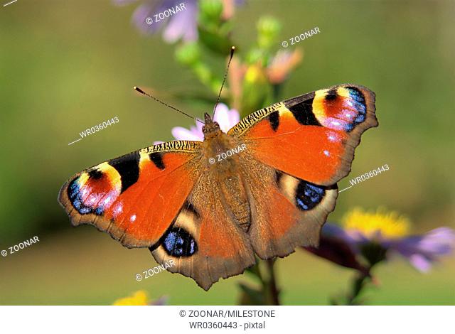 Tagpfauenauge, Peacock butterfly
