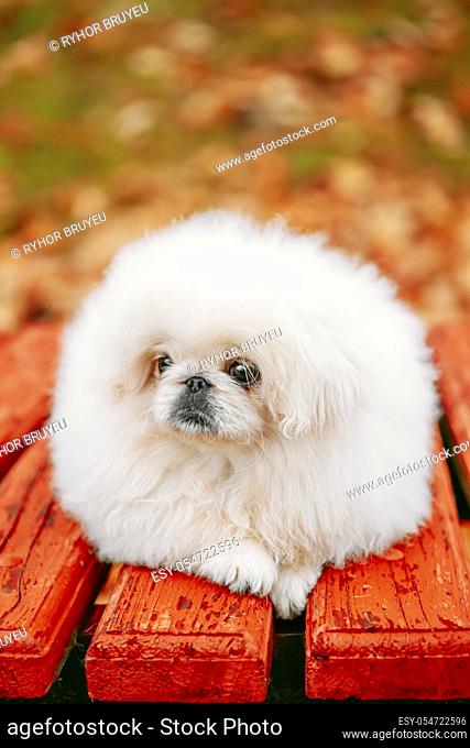 White Pekingese Pekinese Peke Whelp Puppy Dog Sitting On Wooden Bench In Autumn Park
