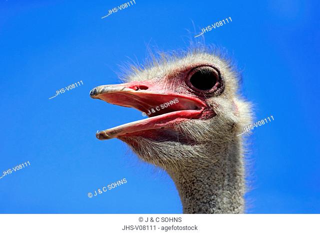 South African Ostrich, (Struthio camelus australis), adult male portrait, Little Karoo, Western Cape, South Africa, Africa