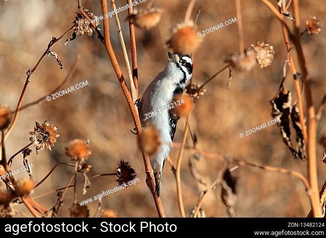 Downy woodpecker Bosque del Apache Wildlife Reserve New Mexico USA