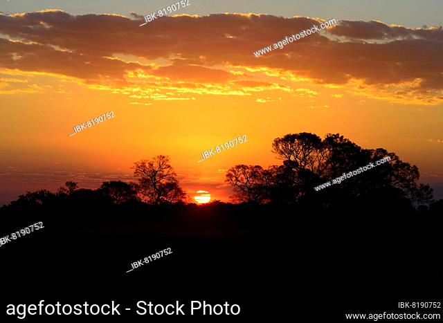 Sunset with clouds over treetops, Pantanal, Mato Grosso, Brazil, South America