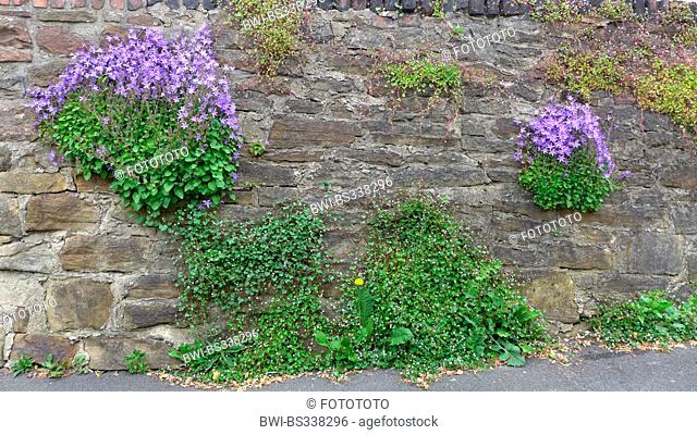 Poscharsky's bellflower, Serbian bellflower (Campanula poscharskyana), growing on an old wall together with Ivy-leaved toadflax, Germany