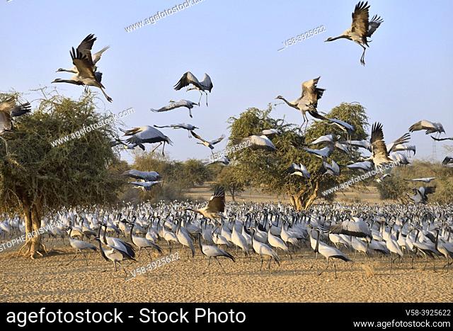 India, Rajasthan, Jodhpur region, Demoiselle cranes. . Native to South West Europe, Black Sea region, Poland, Ukraine, Kazakhstan, Africa and Mongolia