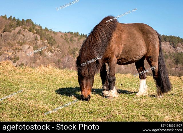 Little Brown Pony Grazing on a field in early spring in Norway in april. Mountain in the background, blue sky