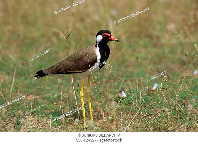 red-wattled lapwing on meadow / Vanellus indicus