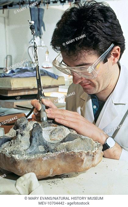 Palaeontologists working on the dinosaur, Baryonyx walkeri. Using a rotary diamond-edged dental saw to groove hard rock around a dinosaur vertebrae