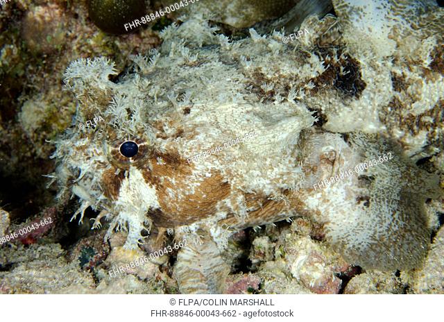 Banded Toadfish (Halophyme diemensis), Night dive, Arborek Jetty dive site, Arborek Island, Dampier Straits, Raja Ampat (4 Kings), West Papua, Indonesia