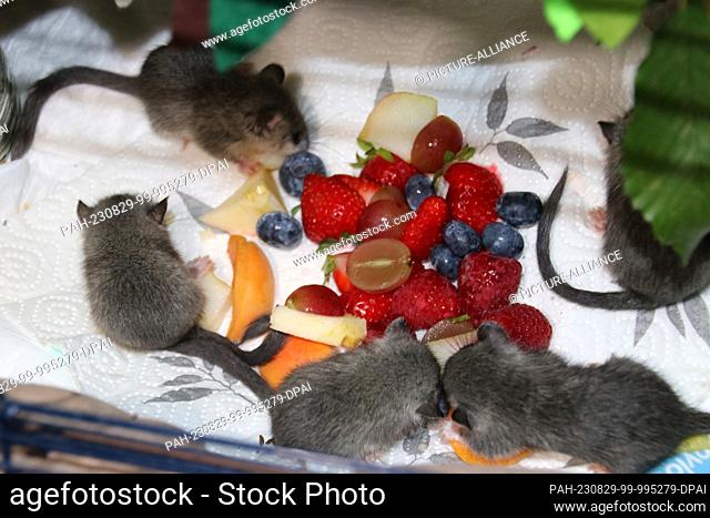 PRODUCTION - 25 August 2023, Bavaria, Munich: Dormouse offspring are fed fruit at the Wildtierwaisen-Schutz e.V. sanctuary
