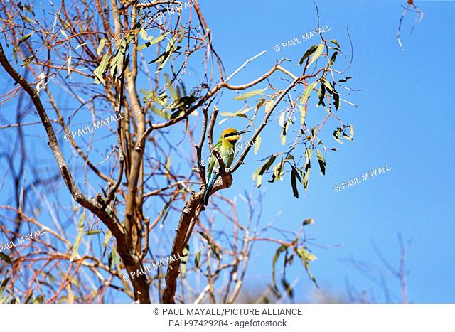 Rainbow bee-eater (Merops ornatus), perched in tree, Gascoyne, Western Australia | usage worldwide. - /Western Australia/Australia