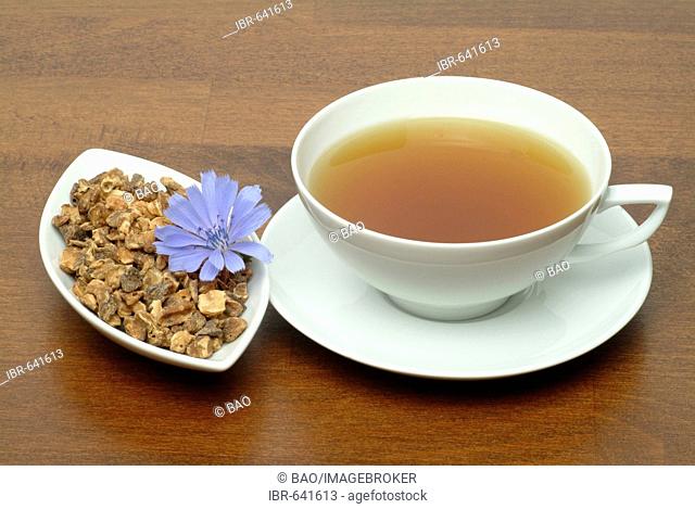 Common Chicory (Cichorium intybus), herbal tea