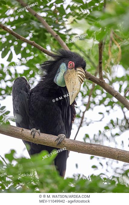 Wreathed / Bar-pouched Hornbill Kinabatangan River, Sabah, Malaysia, Borneo, Asia